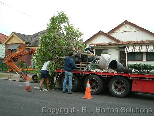 Moving big plant 